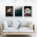 Ver imagem 1 de Kit 3 Quadros Decorativos Fotos Águia 33x24cm:madeira Branca