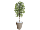 Ver imagem 1 de Planta Artificial Ficus Verde 2,10m kit + Vaso Redondo D. Grafiato Bege 40cm