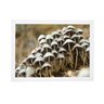 quadro poster com moldura cogumelos na natureza brc7098 - 1
