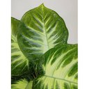 Ver imagem 2 de Árvores Planta Comigo Ninguém Pode 53cm artificial 12 Folhas