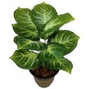Ver imagem 1 de Árvores Planta Comigo Ninguém Pode 53cm artificial 12 Folhas