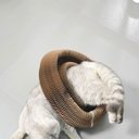 Ver imagem 2 de Arranhador Magico Gato Pet Felino Brinquedo Bola Guizo Dobravel Multi Formas Diversao Entretenimento