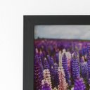Ver imagem 2 de Quadro Plantação Roxa Tremoço Flor Moldura Preta 60x40cm