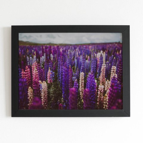 Quadro Plantação Roxa Tremoço Flor Moldura Preta 60x40cm