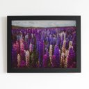 Ver imagem 1 de Quadro Plantação Roxa Tremoço Flor Moldura Preta 60x40cm