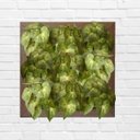 Ver imagem 5 de 15 Folhagens de Singônio Artificial 30x30 para Compor e Dar Volumo em Arranjos e Quadros Florais