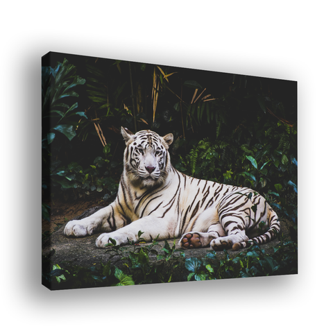 Quadro Tigre Branco -- BR ARTES