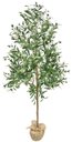 Ver imagem 1 de Arvore Grande Real Oliva Planta Oliveira 180cm Permanente