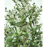 Arvore Grande Real Oliva Planta Oliveira 180cm Permanente - 2