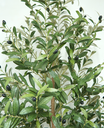 Ver imagem 2 de Arvore Grande Real Oliva Planta Oliveira 180cm Permanente