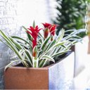 Ver imagem 5 de Jardineira Classic 80 Ferrugem (80l) Nutriplan