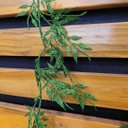 Ver imagem 4 de Galho Folhagem Ramificado Glitter Verde Natal 1,75 Metros - Art Christmas