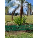 Ver imagem 3 de Kit 6 Cercas Jardim Ornamental Horta Plástico Verde 2 mt P