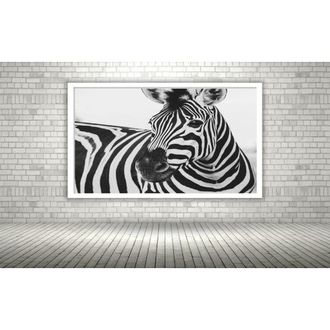 Quadro Decorativo Fotografia Zebra Preto e Branco - 70x50cm:moldura Branca