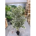 Ver imagem 4 de Planta Artificial Fícus Variegata Árvore Grande para Sala Planta com 1.80m