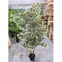 Ver imagem 5 de Planta Artificial Fícus Variegata Árvore Grande para Sala Planta com 1.80m