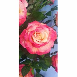 Planta Artificial Roseira Chilena Rosa Degradê 1,30m Altura - 4