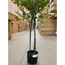 Ver imagem 6 de Bambu Artificial para Sala Árvore Nandina Realista 1.80m