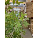 Ver imagem 3 de Bambu Artificial para Sala Árvore Nandina Realista 1.80m
