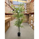 Ver imagem 4 de Bambu Artificial para Sala Árvore Nandina Realista 1.80m