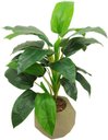 Ver imagem 1 de PLANTA ARTIFICIAL CORDIFORME 80CM PRA SALA VERDE DE VASO