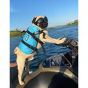 Ver imagem 3 de COLETE SALVA VIDAS CAMUFLADO PARA CÃES ACIMA DE 36KG Ativa Nautica Pet Vest