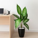 Ver mais imagens de 1 Folhagem Artificial Comigo Ninguém Pode Arbusto Realista Decoração Premium Enfeite de Alto Padrão