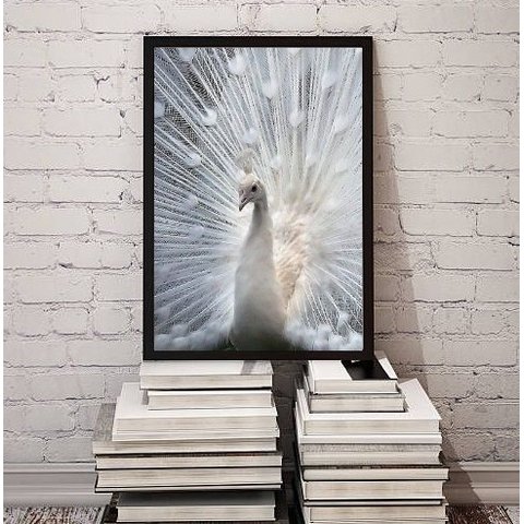 Quadro Decorativo Fotografia Pavão Branco 24x18cm:madeira Preta