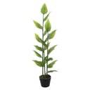 Ver imagem 3 de A. Hosta Real Toque C/pote X19 (verde Creme) 1,2m
