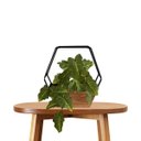 Ver imagem 7 de Kit 5 Plantas Decorativas Caladium Artificial Alta Qualidade