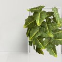 Ver imagem 1 de Kit 5 Plantas Decorativas Caladium Artificial Alta Qualidade