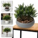 Ver imagem 7 de Kit 8 Folhas de Samambaia Artificial 35cm Mini Buquê com Aspecto Natural para Decoração