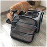 Bolsa para Gato Cao Cachorro Pet Transporte Expansivel Animal de Estimaçao Pequeno Porte Viagem Pass - 4