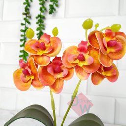 Mini Orquidea:orquídea Alaranjada - 4