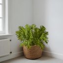Ver imagem 1 de 9 Unidades Planta Artificial Realista Filodendro Xanadu Premium para Decoração de Vaso e Projetos