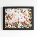 Ver imagem 1 de Quadro Magnólia Yulan Rosa Flor China Moldura Preta 60x40cm