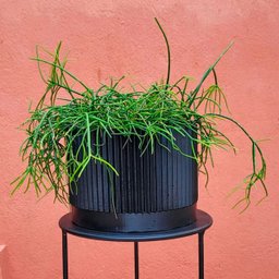 Vaso de planta - com prato - Linhas G - Preto - 2