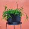 Vaso de planta - com prato - Linhas G - Preto - 2