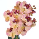 Ver imagem 2 de Arranjo 2 Orquídeas Outonadas em Vaso Prata Lana