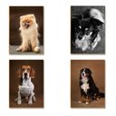 Ver imagem 6 de Kit 10 Placas Mdf Cachorros Parede Criativa e Divertida Dc16