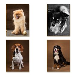 Kit 10 Placas Mdf Cachorros Parede Criativa e Divertida Dc16 - 6