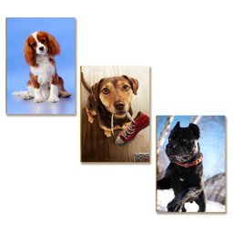 Kit 10 Placas Mdf Cachorros Parede Criativa e Divertida Dc16 - 7