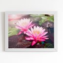 Ver imagem 1 de Quadro Lírio da Água Rosa Flor Moldura Branca 60x40cm