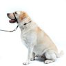 Coleira Cabresto Para Cachorro Adestramento Maresia - G Toh - 2