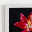 Ver imagem 2 de Quadro Lírio Tarrango Flores Foto Moldura Branca 60x40cm