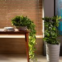 Ver imagem 2 de Kit 4 Vasos para Plantas Decorativo Tramontina Indi Plástico Areia Flores Folhagens Suculentas