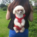 Ver imagem 4 de Mochila Canguru Gato Pet Cachorro Cao Animal de Estimaçao Pequeno Porte Transporte Resistente Caminh