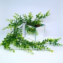 Ver imagem 4 de Vaso Espelhado 10x10 c/ Musgo e Pendentes de Dischidia 60cm