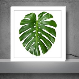 Luminária Lightbox caixa de luz moderna, diferente, criativa e colorida | FOLHA COSTELA DE ADÃ - 2 Luminária Lightbox caixa de luz moderna, diferente, criativa e colorida | FOLHA COSTELA DE ADÃ - 2