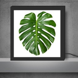 Luminária Lightbox caixa de luz moderna, diferente, criativa e colorida | FOLHA COSTELA DE ADÃ - 3 Luminária Lightbox caixa de luz moderna, diferente, criativa e colorida | FOLHA COSTELA DE ADÃ - 3